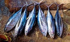 Употребление рыбы и морепродуктов снижает риск ревматоидного артрита