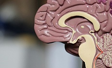 Красное мясо и риск диабета: новые данные исследования