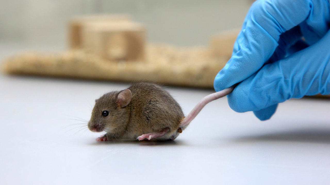 Новый метод редактирования генома восстановил зрение у мышей