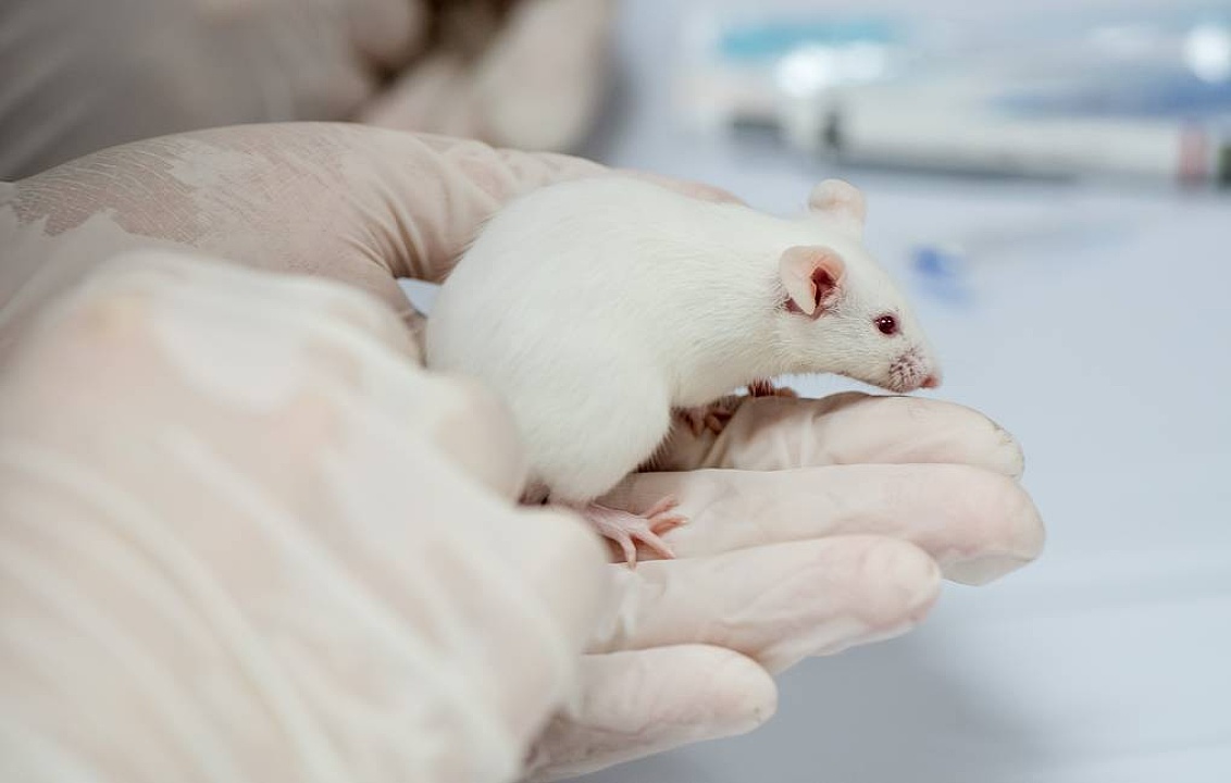 Пересадка микрофлоры молодых мышей улучшила память пожилых грызунов