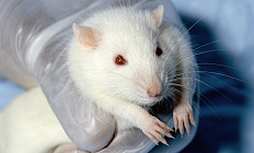 Фантомные крысы и мыши заменят лабораторных животных